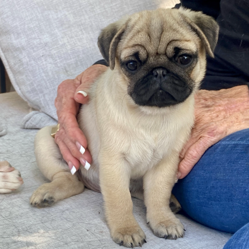 Fawn female puppy